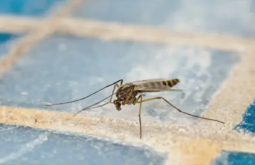 A szúnyogoktól való megszabadulás a házban a megfelelő módon